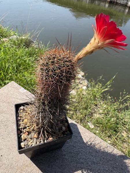 Lobivia grandiflora
